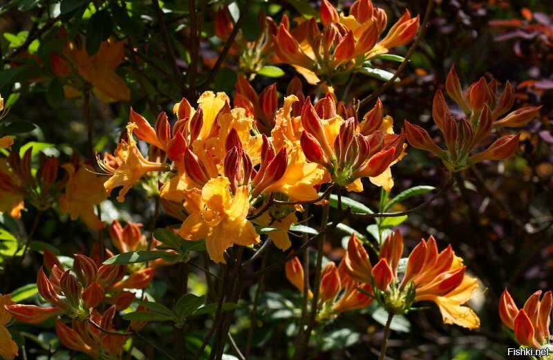 Московский ботанический сад (Аптечный огород), рододендроны. Кликабельно.