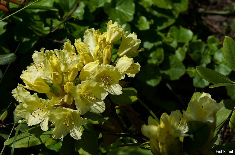 Московский ботанический сад (Аптечный огород), рододендроны. Кликабельно.