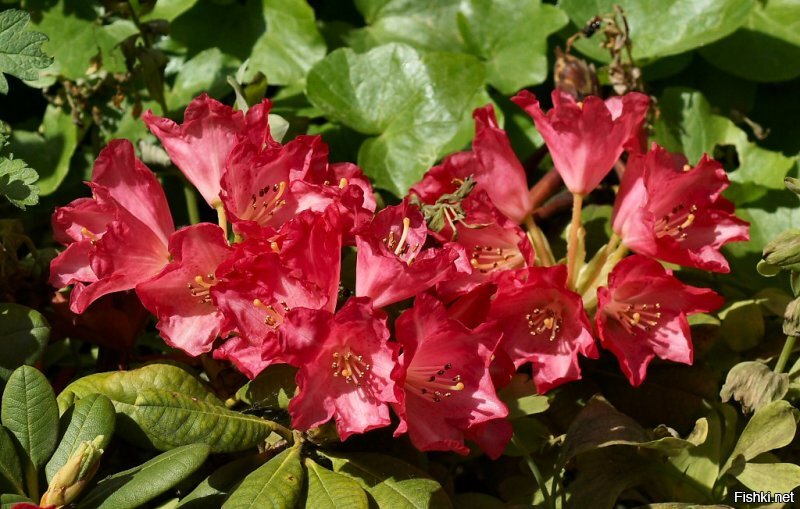 Московский ботанический сад (Аптечный огород), рододендроны. Кликабельно.