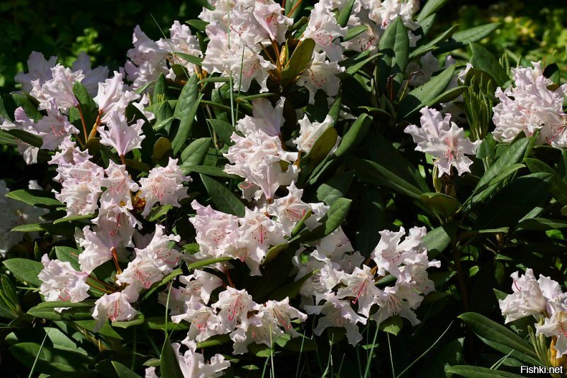 Московский ботанический сад (Аптечный огород), рододендроны. Кликабельно.