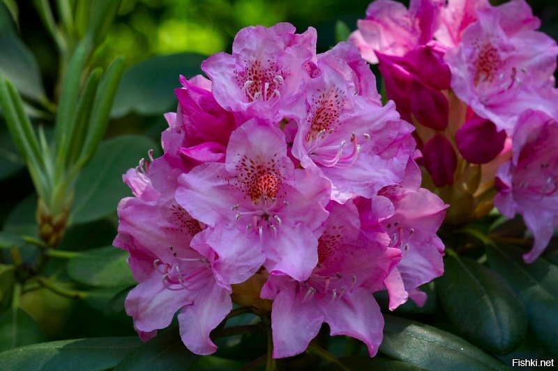 Московский ботанический сад (Аптечный огород), рододендроны. Кликабельно.