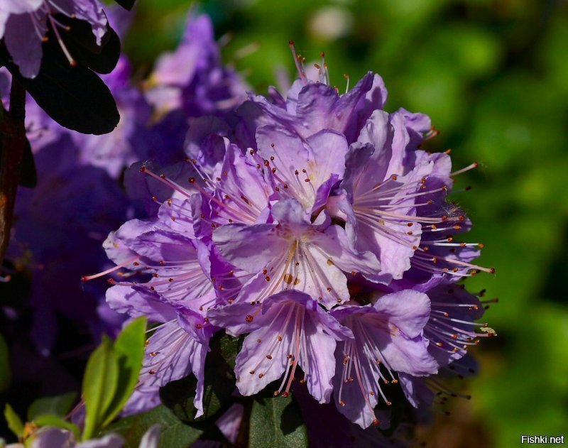 Московский ботанический сад (Аптечный огород), рододендроны. Кликабельно.