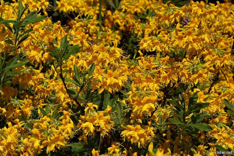 Московский ботанический сад (Аптечный огород), рододендроны. Кликабельно.