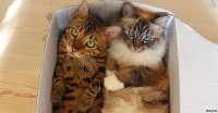Котовладельцы нашли новое применение кукольным кроваткам