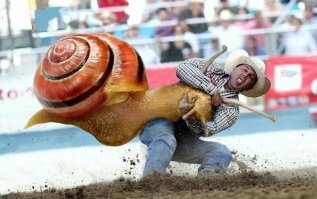 Пирог из лаваша с сыром и грибами