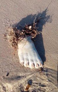 Сегодня в посту выше такая фотка была. Сказали это ласта тюленя.