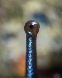 глаз улитки