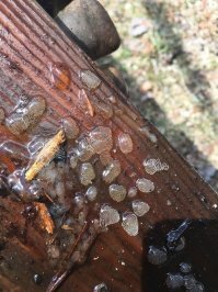 "Это яйца комара-звонца"
Комар-мудозвон?