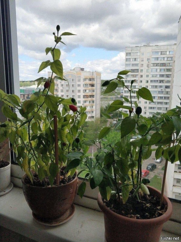 Огород на подоконнике:  7 вкусных и полезных растений для квартиры