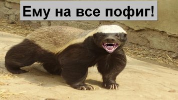 Это медоед