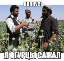 НАСА опубликовало спутниковые снимки цветущих маковых полей в Калифорнии