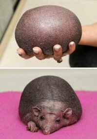 Вот вам лысый ёжик.