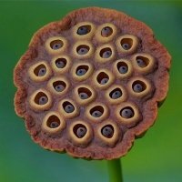 Ты петушара!

Я же не про себя написал!
Я написал не смотреть тем, у кого Трипофобия!!!