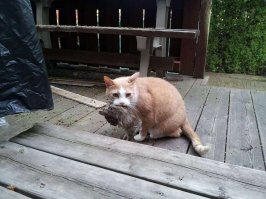 Верблюдов не носил. А колики вот.