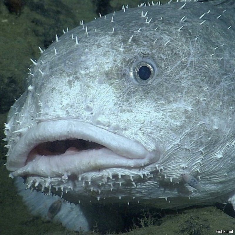 Так выглядит рыба, изуродованная собственным внутренним давлением. На глубине 1200 м она смотрится вполне заурядно.