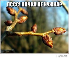 Медики опубликовали снимок компьютерной томограммы мужчины с тремя почками