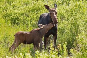 20 безоговорочных доказательств, что лучше всего – рядом с мамой!