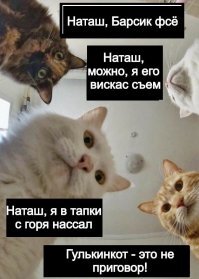 Наталия Гулькина: «Я не могла отправить кота на смерть» 