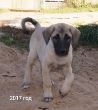 Я как-то подобрал щеночка на улице в 2017 году.

Сейчас он 97см в холке!

Пацаны, скиньтесь на корм.