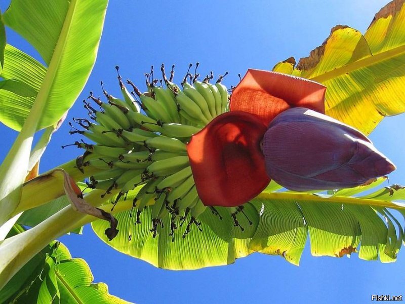 Интересный факт: банан является второй по высоте травой, уступая только рекордсмену бамбуку.
Попал банан в категорию травы из-за отсутствия древесины на стволе. Сам ствол состоит из листьев, которые растут, накладываясь друг на друга. Со временем они сохнут и темнеют, приобретая коричневатый цвет, и вправду становятся похожи на обычные деревья.