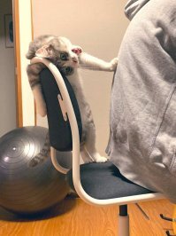 Кошка не позволила хозяину сесть на ее стул