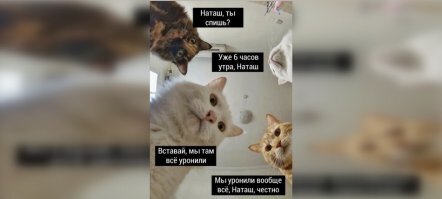 Так вот откуда мемы про Наташу и котов!