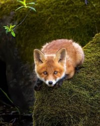 Немецкая овчарка - нянька для спасённых животных