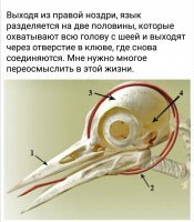 "У этой птицы специфическое строение мозга, который отделен от черепной коробки тонким слоем внутричерепной жидкости"
- А у кого-то мозг прямо к черепной коробке прикреплён?

Суть такого приспособления не в том, что эта жидкость там есть (она есть у всех). А в том ,что её МАЛО. И мозг не болтается в черепной коробке, как у человека, не врезается в черепушку при ударе со всей дури. Благодаря чему мы имеем удовольствие получать даже при не очень сильном ударе сотрясение мозга. 
А занимает почти все пространство внутри черепной коробки и, просто чуть сдвигается при ударе, не успев набрать достаточную скорость.

Там ещё клюв не срастается намертво по всей площади с черепной коробкой, не представляют собой монолитную однородную структуру, а имеет более мягкие зоны и пустоты, которые и гасят удары. Это своеобразный демпфер.



Вот, зоны тут видны. По сути, между клювом и черепом есть прослойка из более мягкой, упругой кости (как бы ни звучало глупо словосочетание "мягкая кость").  
Сам клюв чрезвычайно твёрдый.

Там ещё и мышцы головы очень мощные, могут гасить удары.

Короче, дятел - это природный перфоратор, причём, перфоратор очень эффективный.