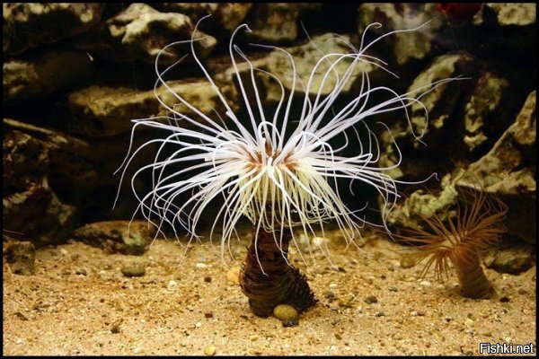 Вот это тоже одна из форм медузы. 


Это полип. Не путать с коралловым полипом. Коралловый полип не превращается в медузу.

А, вот именно от такого полипа может отпочковаться свободноплавающий организм. Сама медуза.