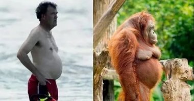 правильный орангутанг