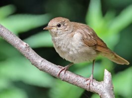 а поёт прекраснее всех невзрачный соловей )