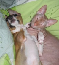 Насчет "...люто ненавидеть..." полная чушь. Дома есть ещё собака (чих), кот доминирует, но ненависти нет.