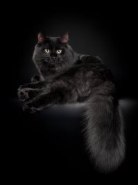 Кот должен быть лохматым!!!