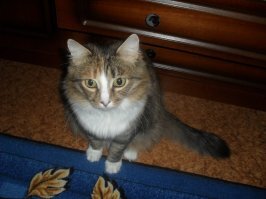 Кошки. Бела нас покинула 3 мая, прожив 17 лет.