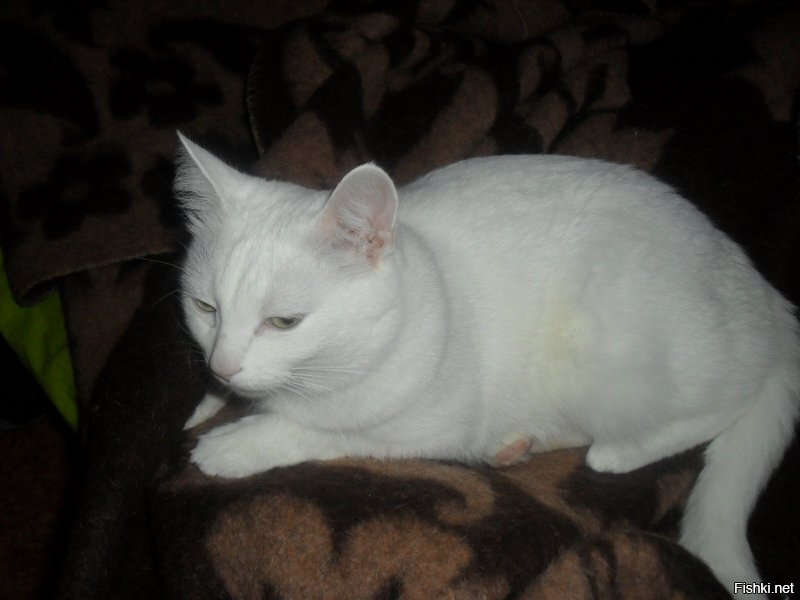 Кошки. Бела нас покинула 3 мая, прожив 17 лет.