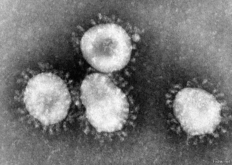 Академик РАН считает, что вакцинация от коронавируса в России может  пойти по военному пути