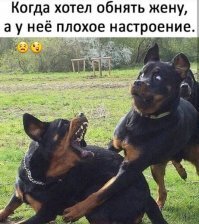 Собаки тоже не в восторге от младших братьев и сестер!
