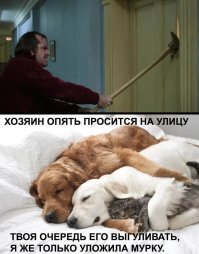 Прикольные и смешные картинки