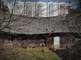 "Белые Росы" напомнило.