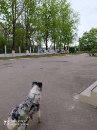У нас и лоси сегодня по территории Соловьёвской больницы гуляли. Это нормально)))) У зелёной будки отирается. Качественнее  не получилось.