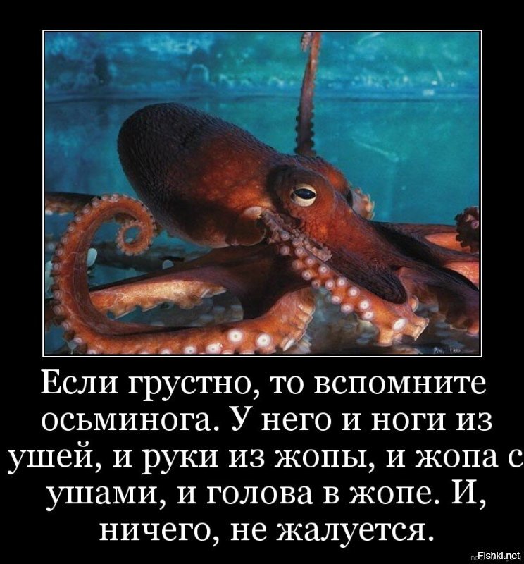 Гигантский осьминог: 3 сердца, голубая кровь, 9 мозгов. Образ жизни крупнейшего осьминога!