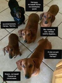 Сосиски просят купить сосисок?