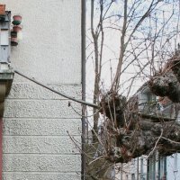 Знаменитая швейцарская сосна.....