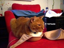 Картинки с надписями