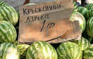 Арбуз, конечно, ягода, но мозг отказывается это понимать.