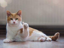 Мужчина помог котику утолить жажду