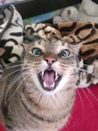 Мой кот вахуе