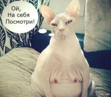 Прикольные и смешные картинки