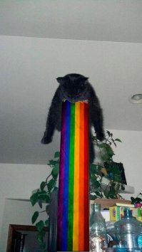 15 усталых котиков, которые любят спать в странных местах
