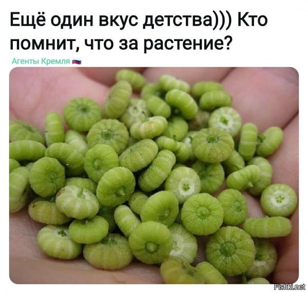 Настоящего названия не знаю, но мы его называли баранчики.